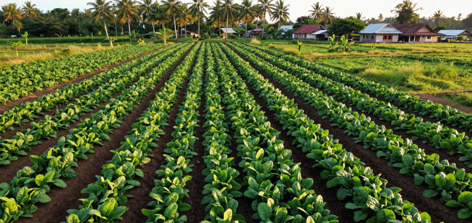 Kebun rempah